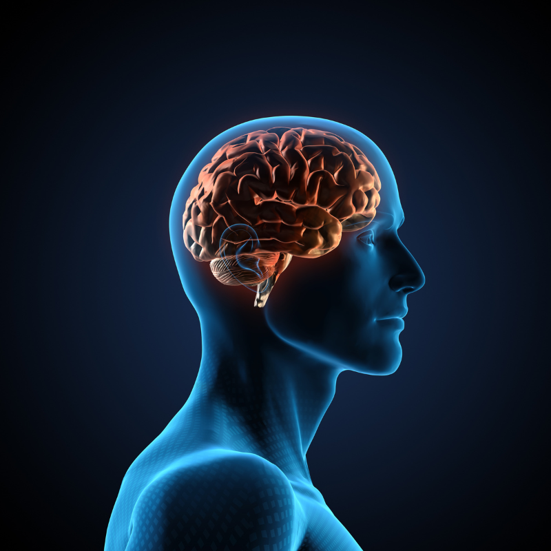 Simulation Image of a humans brain
