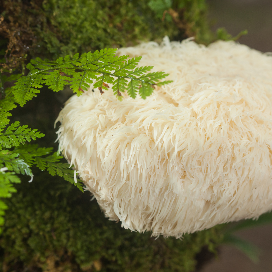 Lion's Mane Mushroom