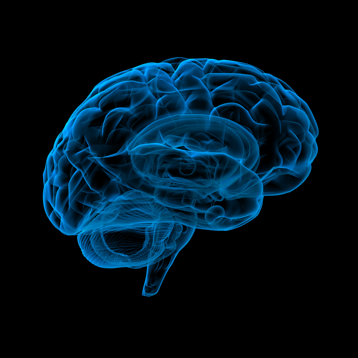 3D brain 